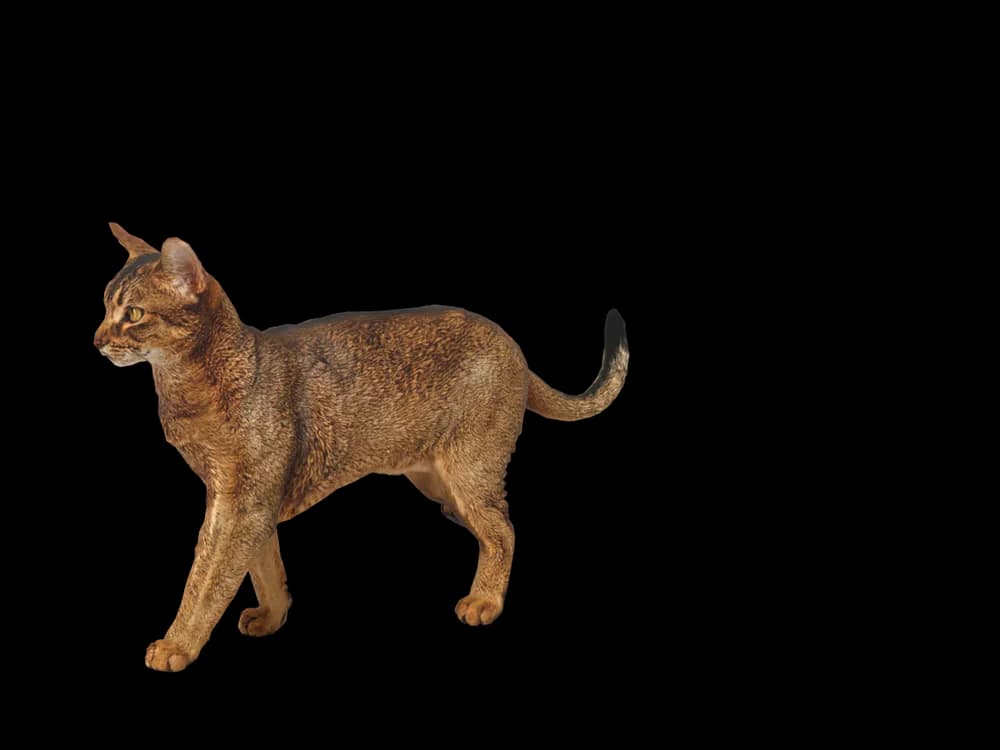 Our ready-made Abyssinian as a 3D desktop pet