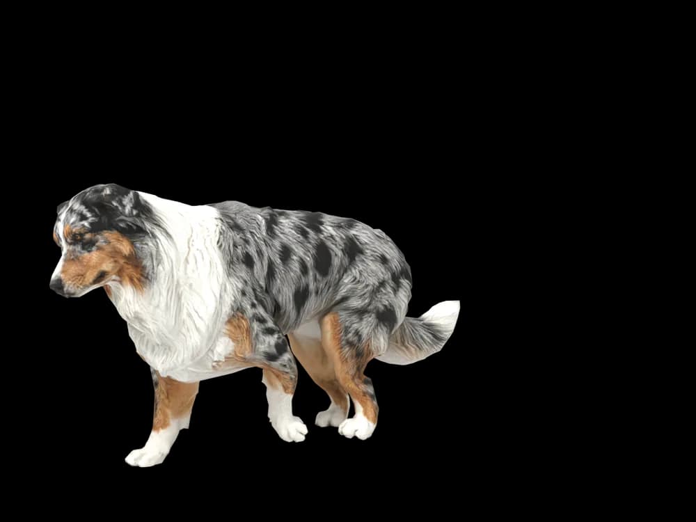 Our ready-made Australian Shepherd as a 3D desktop pet