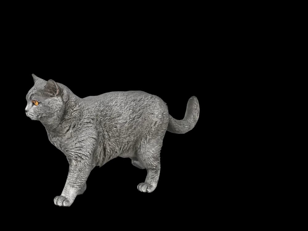 Our ready-made British Shorthair as a 3D desktop pet