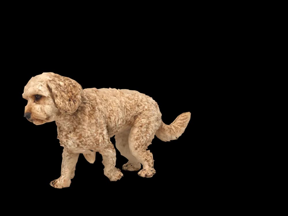 Our ready-made Cavoodle as a 3D desktop pet