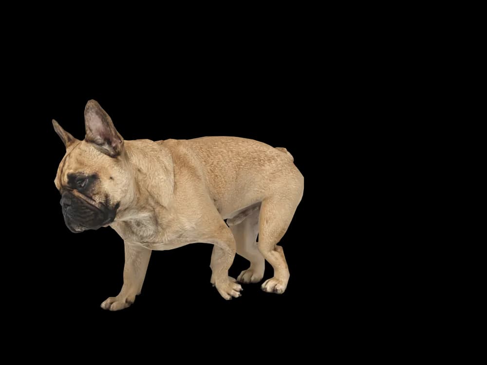 Our ready-made French Bulldog as a 3D desktop pet