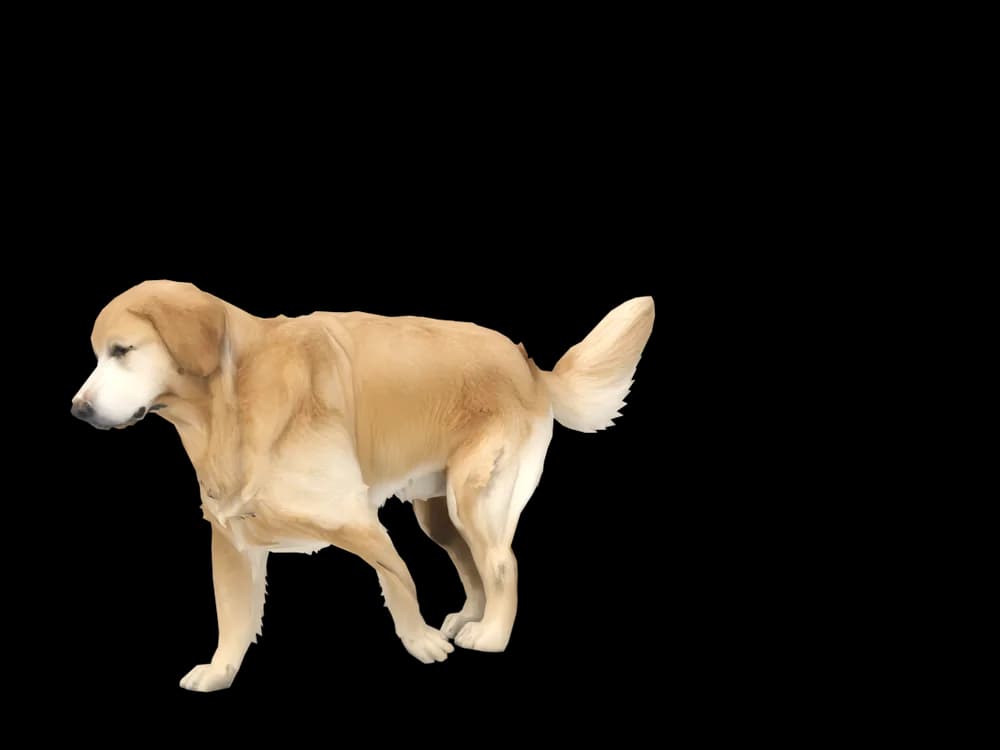 Our ready-made Golden Retriever as a 3D desktop pet