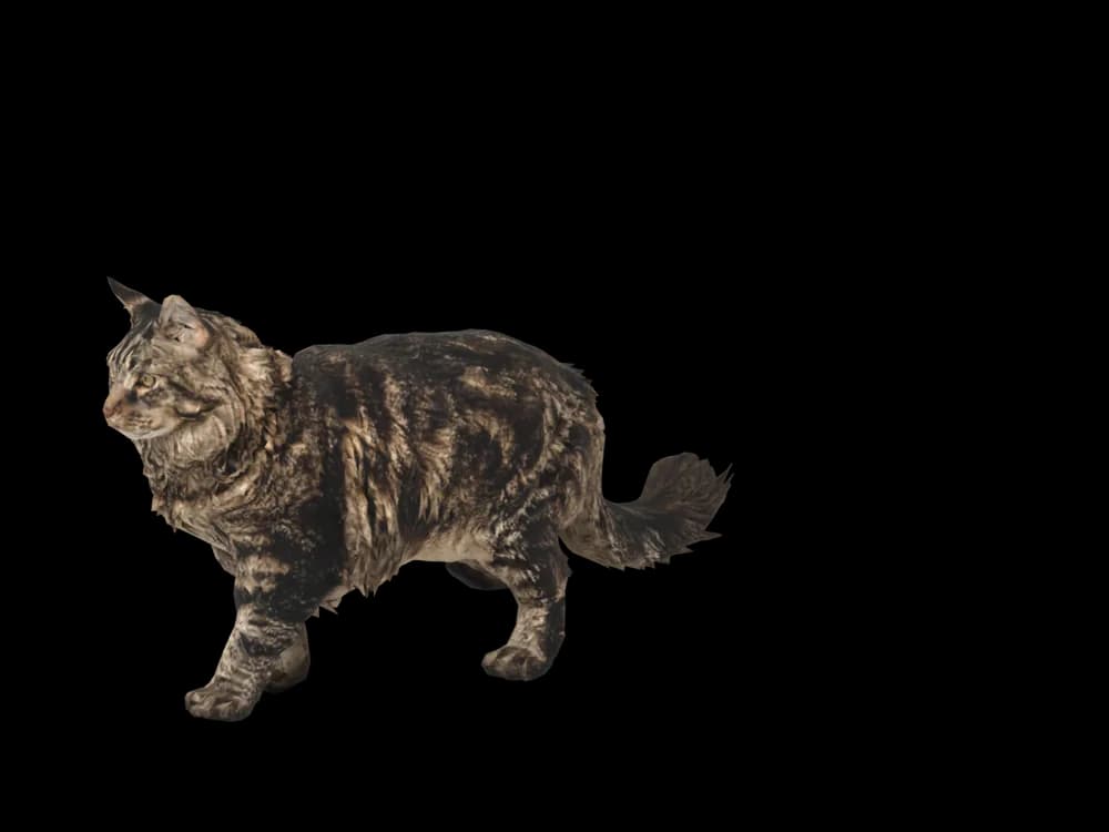 Our ready-made Maine Coon as a 3D desktop pet