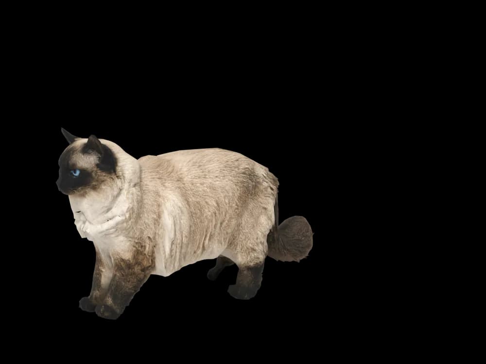 Our ready-made Ragdoll as a 3D desktop pet