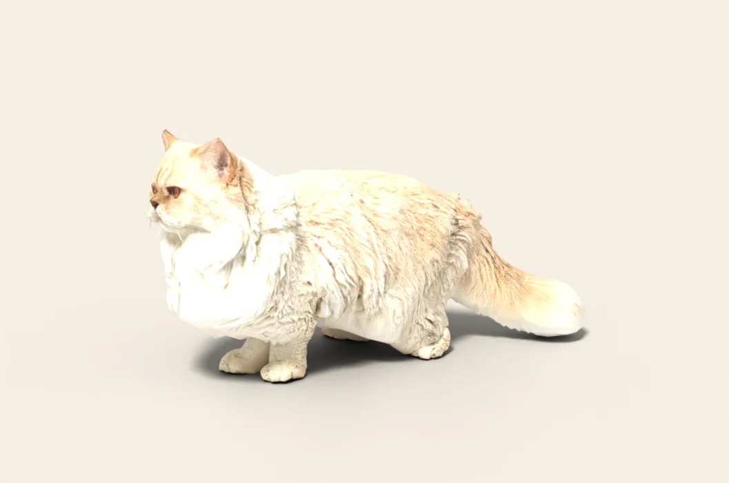 Snow, a cream Persian cat, standing as a 3D model made from photos