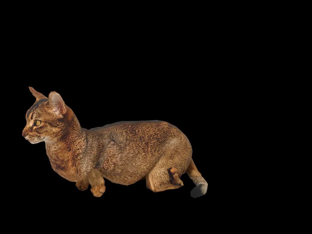 Our ready-made Abyssinian, lying down, as a 3D desktop pet