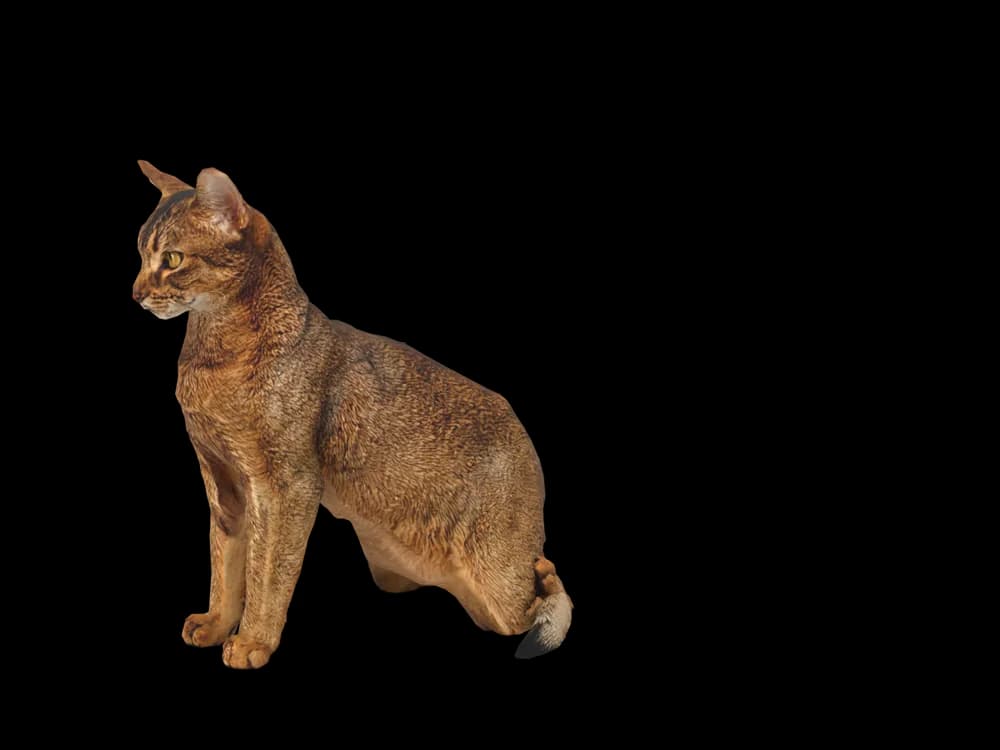 Our ready-made Abyssinian, sitting, as a 3D desktop pet
