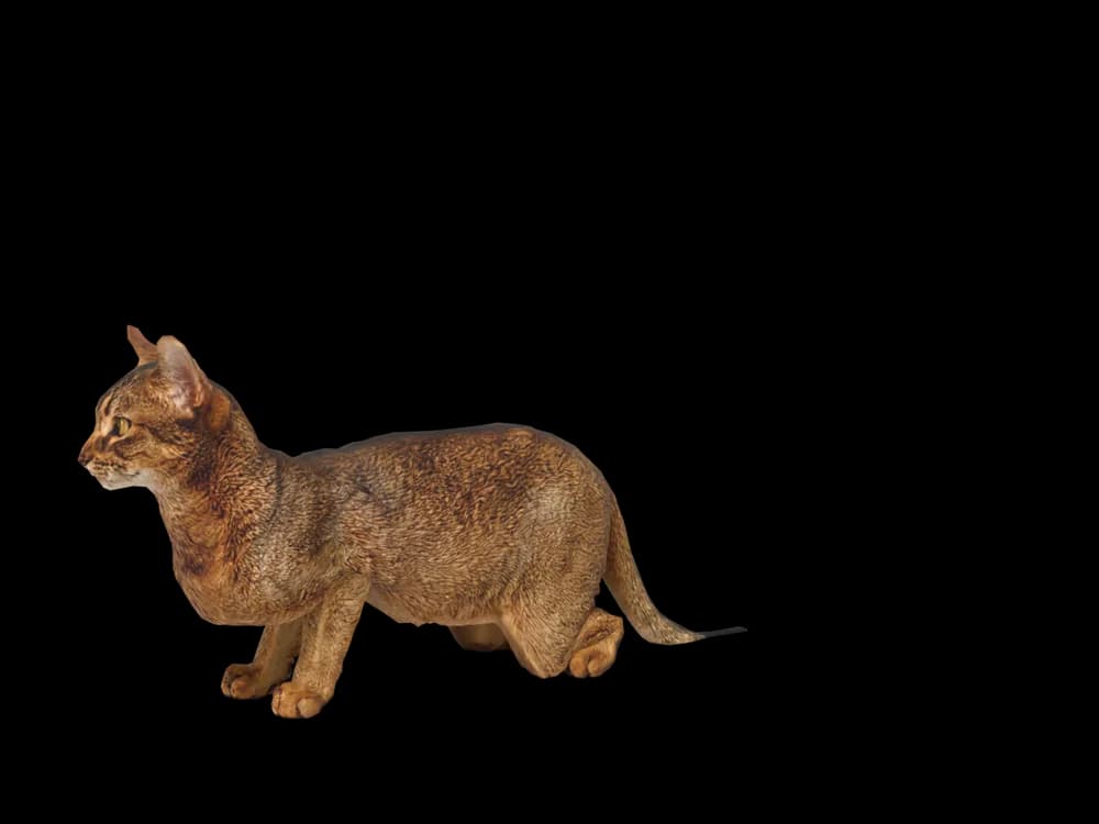 Our ready-made Abyssinian, looking around, as a 3D desktop pet