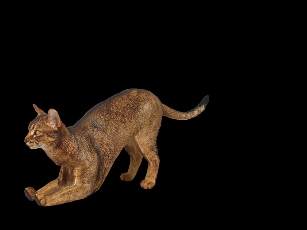 Our ready-made Abyssinian, stretching, as a 3D desktop pet