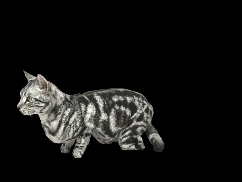 Our ready-made American Shorthair, lying down, as a 3D desktop pet