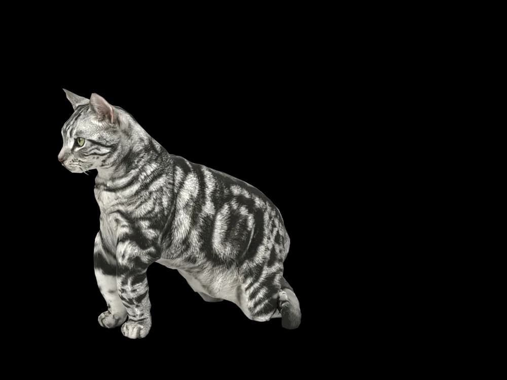 Our ready-made American Shorthair, sitting, as a 3D desktop pet