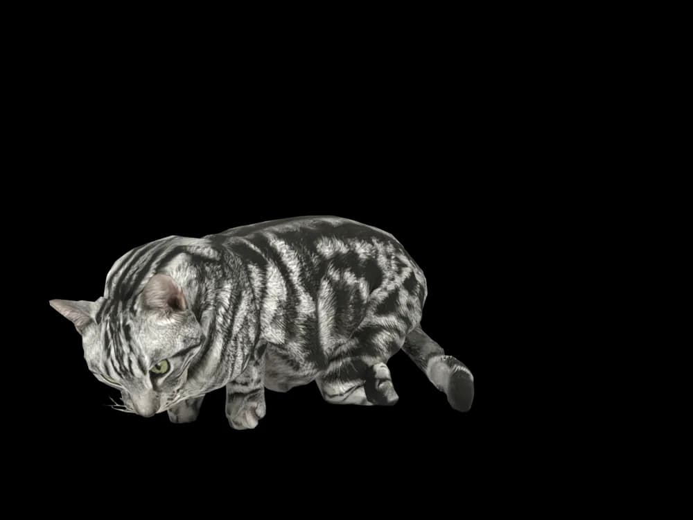 Our ready-made American Shorthair, sleeping, as a 3D desktop pet