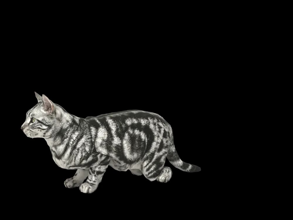 Our ready-made American Shorthair, looking around, as a 3D desktop pet