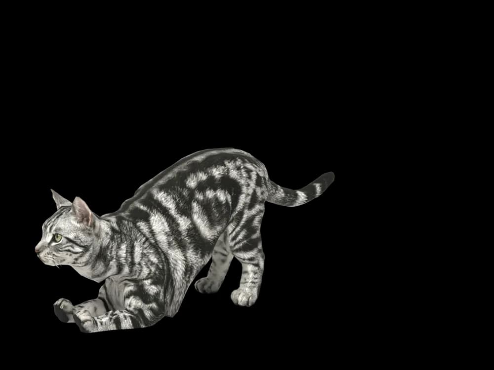 Our ready-made American Shorthair, stretching, as a 3D desktop pet