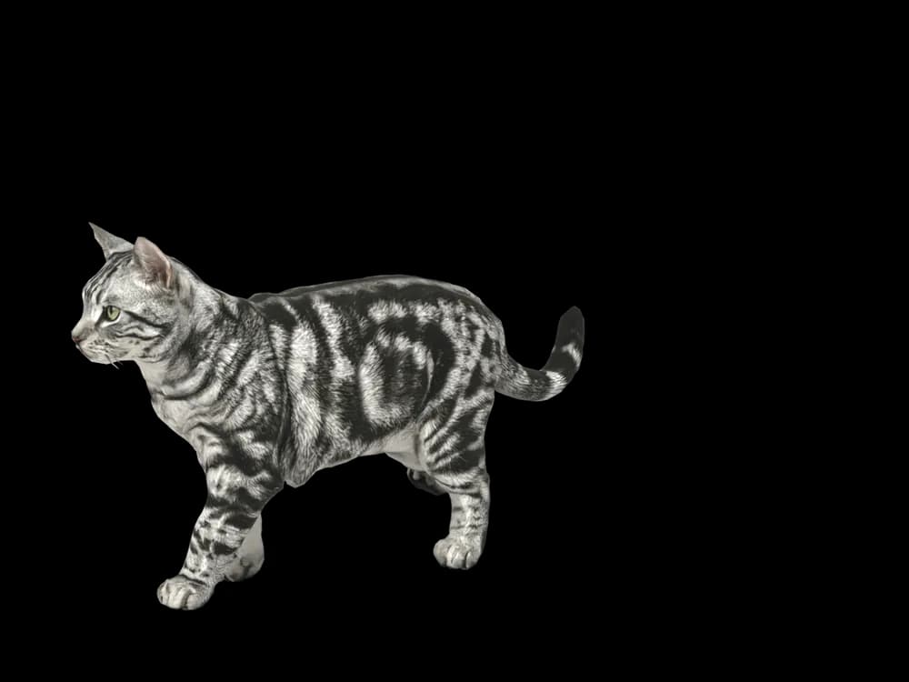 Our ready-made American Shorthair as a 3D desktop pet