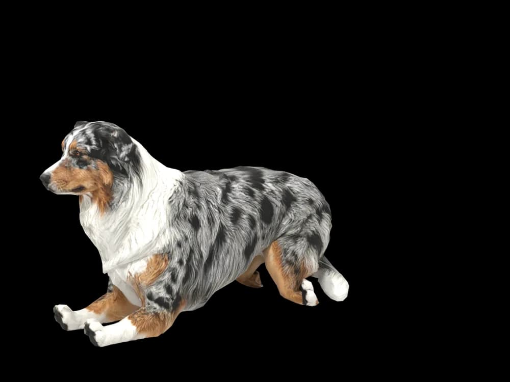 Our ready-made Australian Shepherd, lying down, as a 3D desktop pet