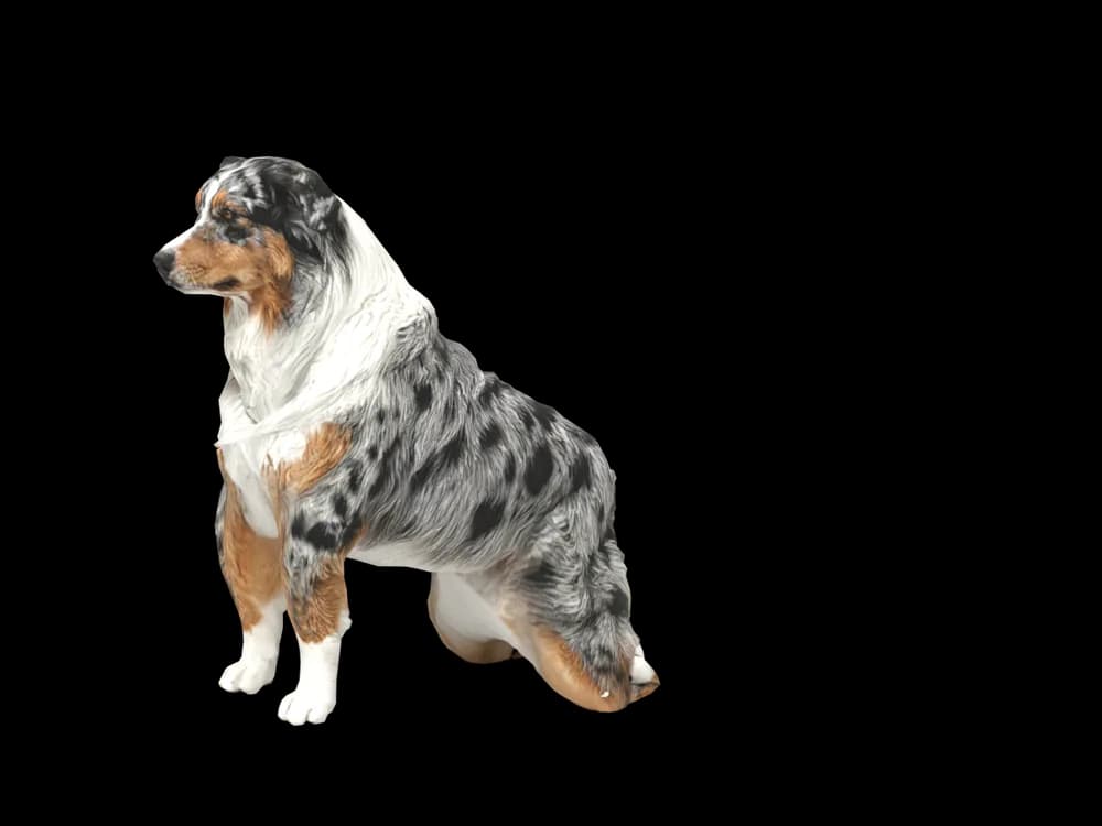 Our ready-made Australian Shepherd, sitting, as a 3D desktop pet