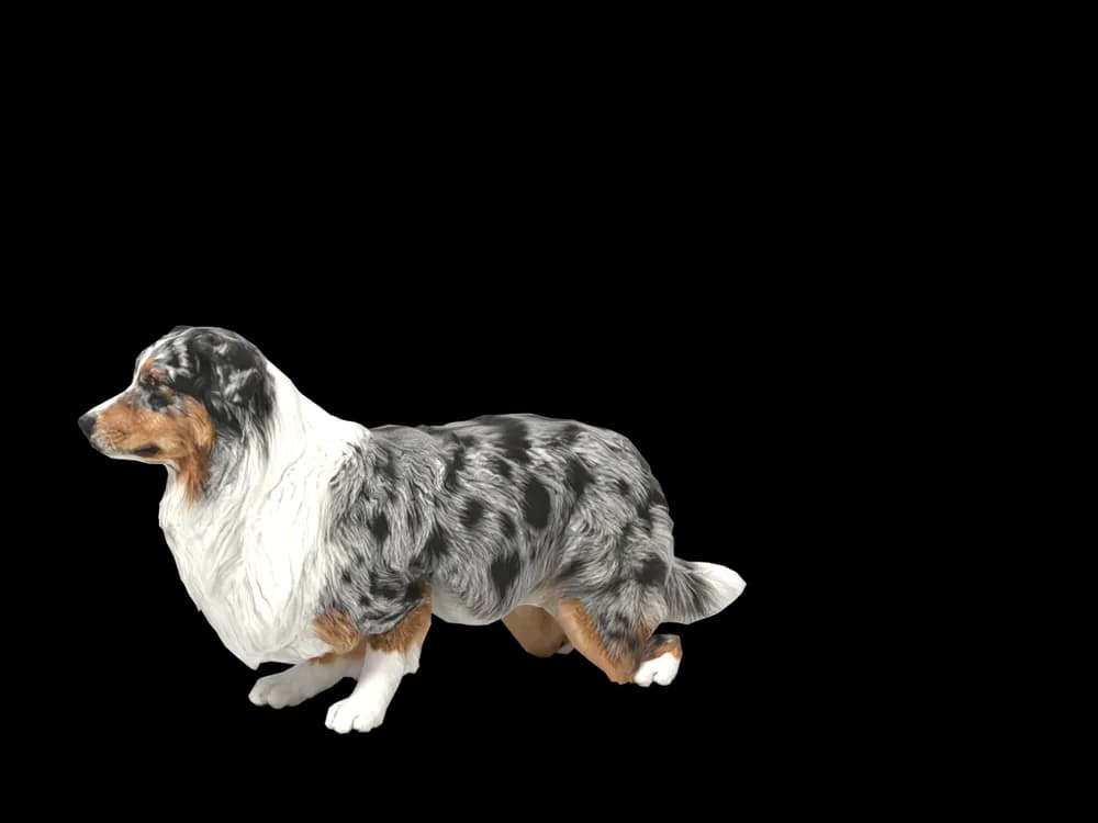 Our ready-made Australian Shepherd, looking around, as a 3D desktop pet