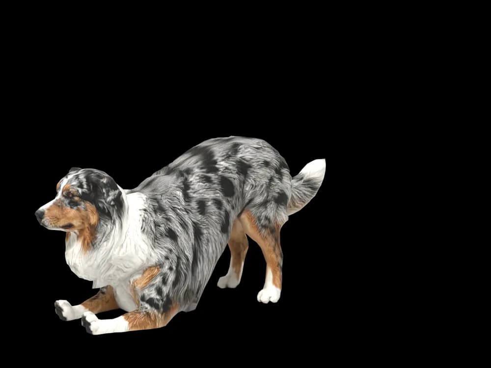 Our ready-made Australian Shepherd, stretching, as a 3D desktop pet