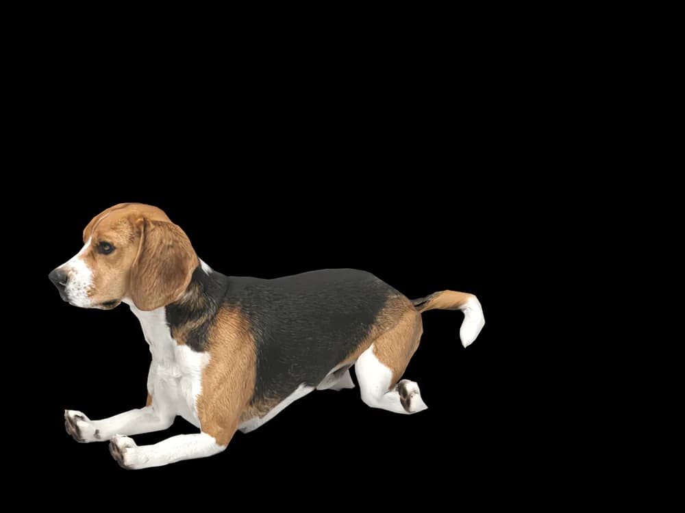 Our ready-made Beagle, lying down, as a 3D desktop pet