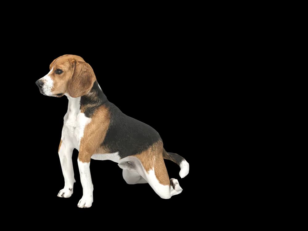 Our ready-made Beagle, sitting, as a 3D desktop pet