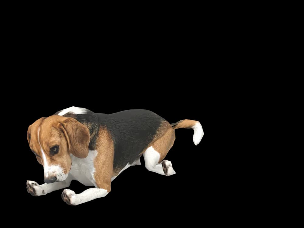 Our ready-made Beagle, sleeping, as a 3D desktop pet