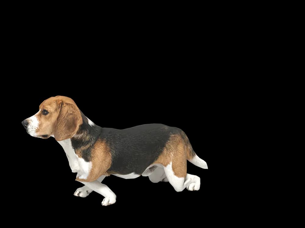Our ready-made Beagle, looking around, as a 3D desktop pet