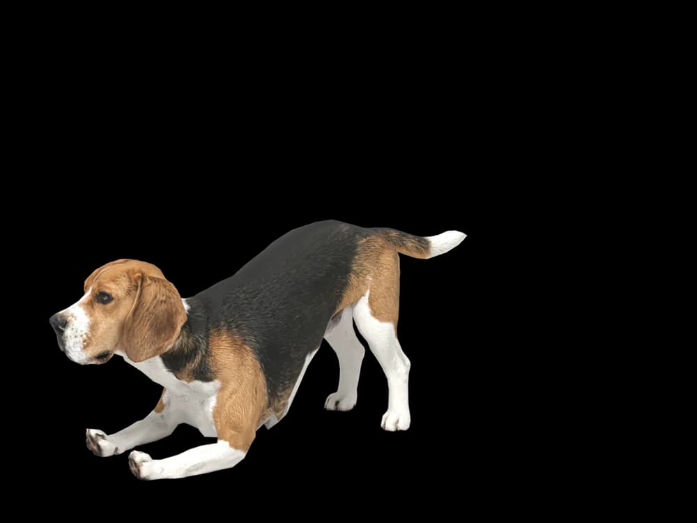 Our ready-made Beagle, stretching, as a 3D desktop pet