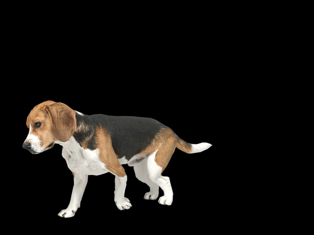 Our ready-made Beagle as a 3D desktop pet