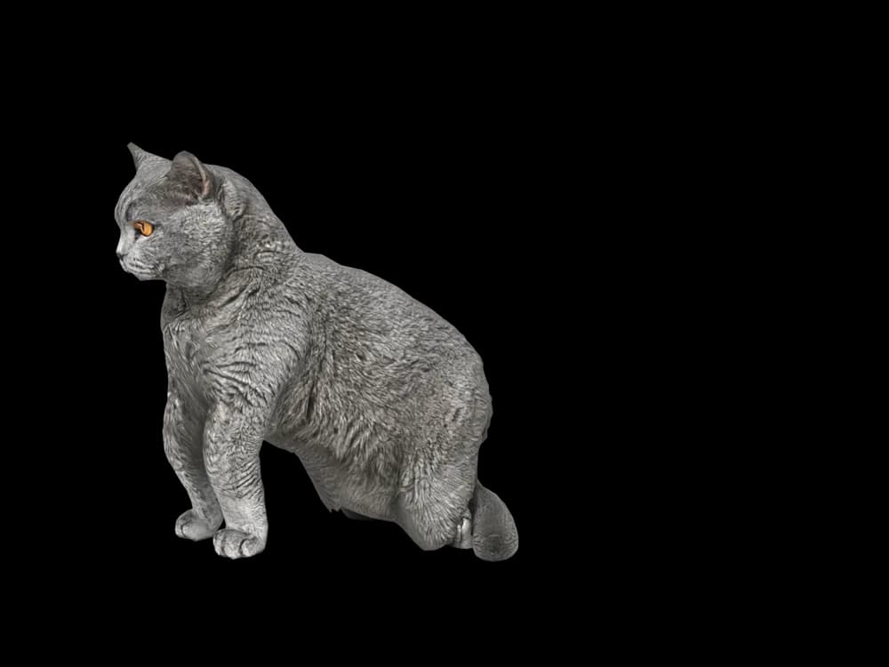 Our ready-made British Shorthair, sitting, as a 3D desktop pet