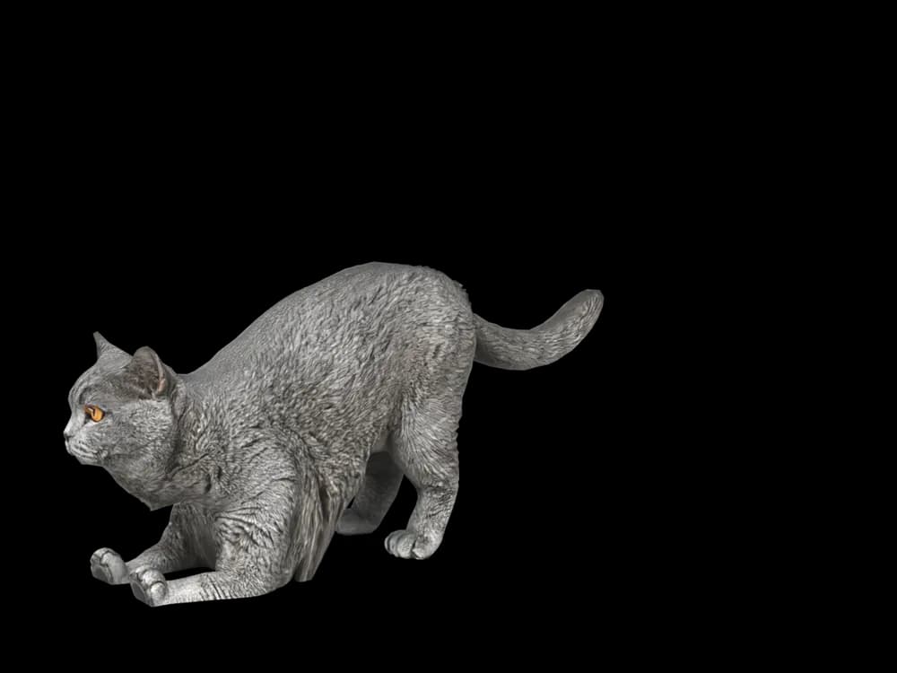 Our ready-made British Shorthair, stretching, as a 3D desktop pet