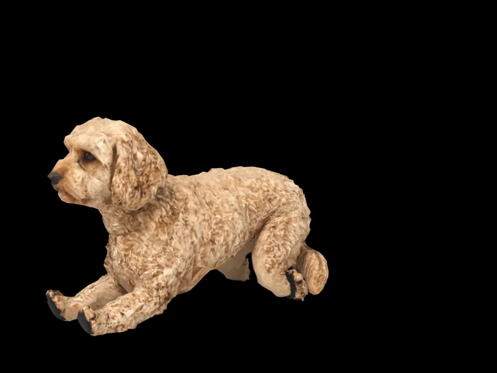 Our ready-made Cavoodle, lying down, as a 3D desktop pet
