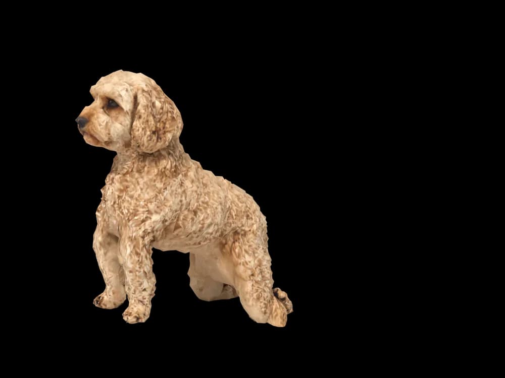 Our ready-made Cavoodle, sitting, as a 3D desktop pet
