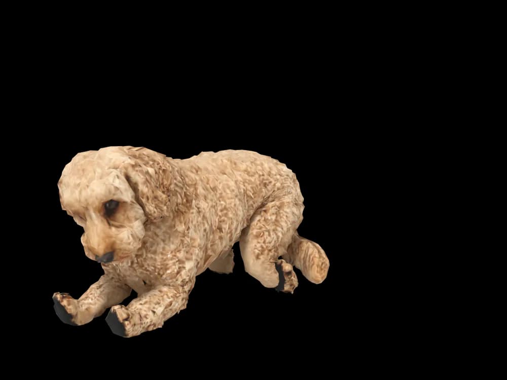 Our ready-made Cavoodle, sleeping, as a 3D desktop pet