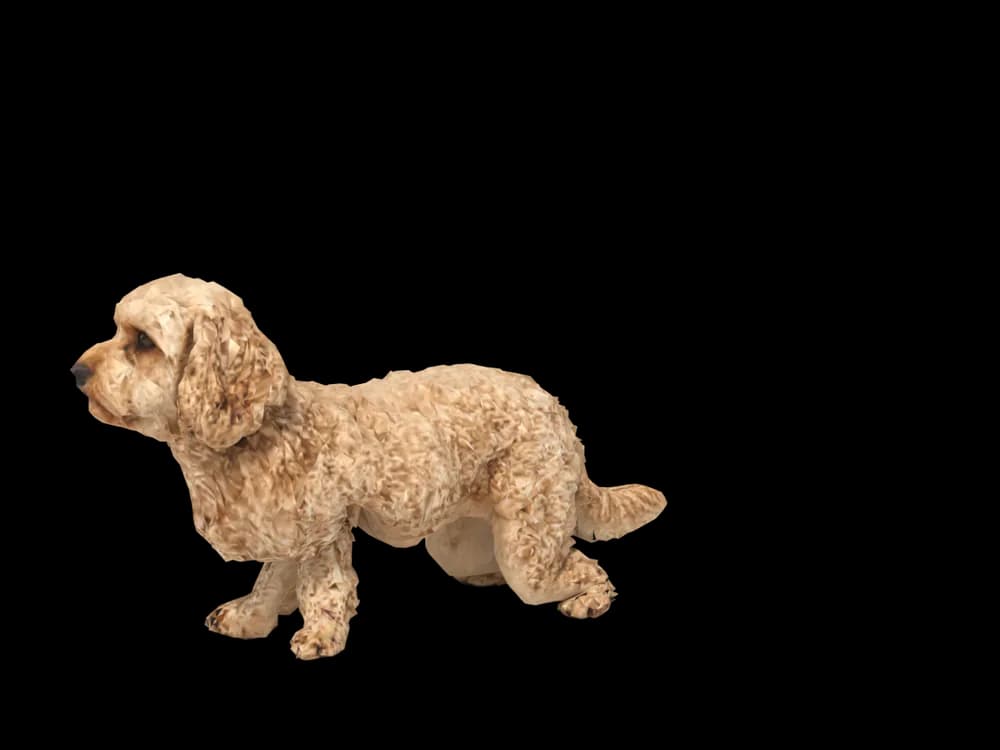Our ready-made Cavoodle, looking around, as a 3D desktop pet