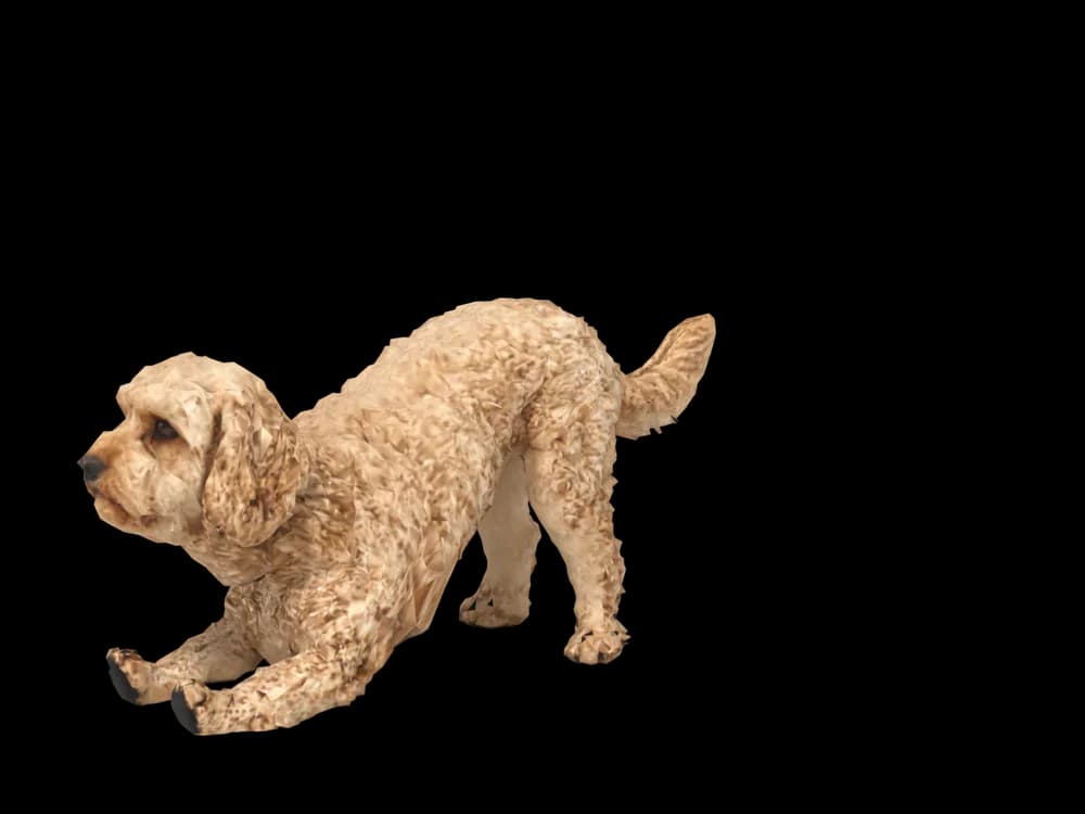 Our ready-made Cavoodle, stretching, as a 3D desktop pet
