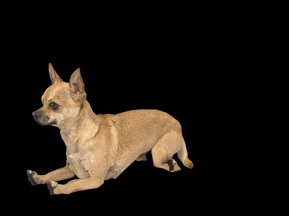 Our ready-made Chihuahua, lying down, as a 3D desktop pet