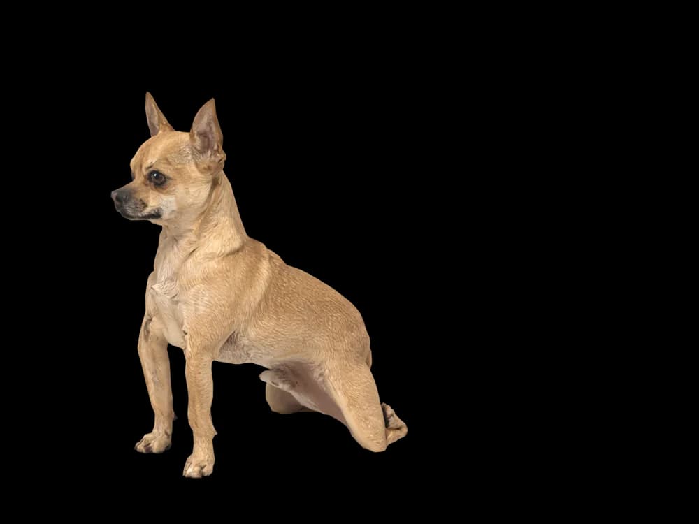 Our ready-made Chihuahua, sitting, as a 3D desktop pet