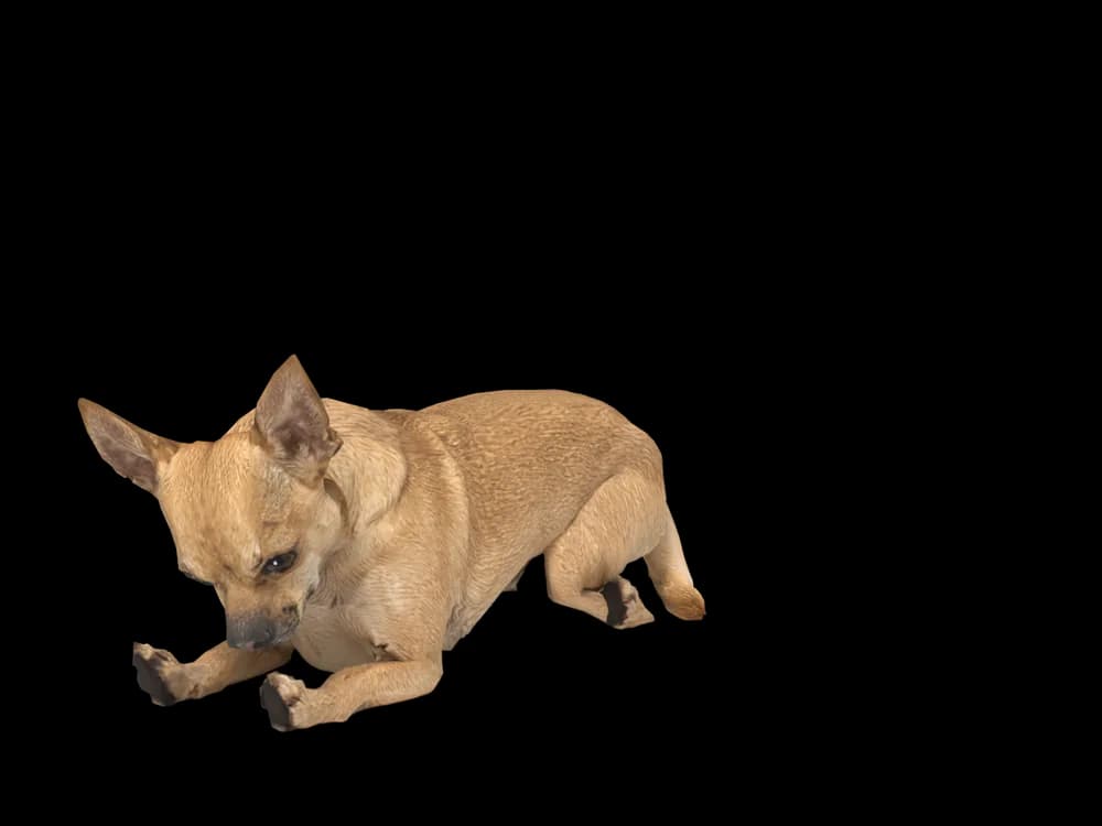 Our ready-made Chihuahua, sleeping, as a 3D desktop pet