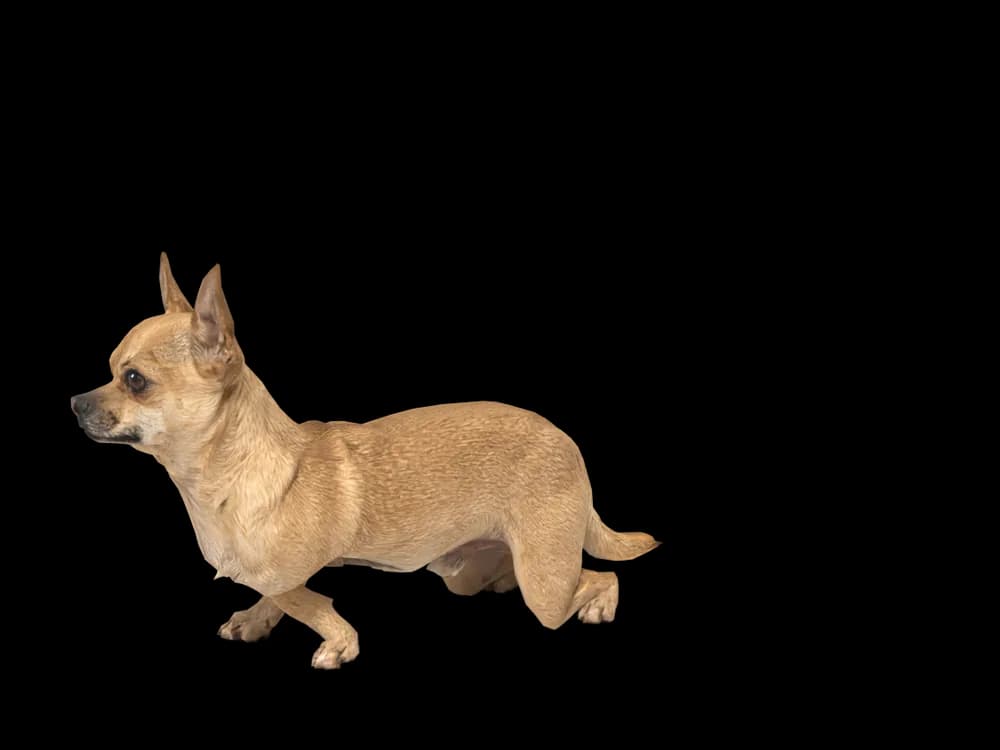 Our ready-made Chihuahua, looking around, as a 3D desktop pet