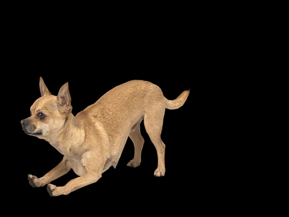 Our ready-made Chihuahua, stretching, as a 3D desktop pet