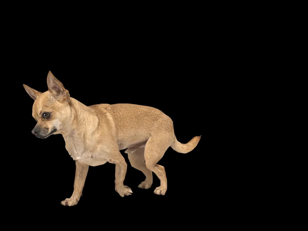 Our ready-made Chihuahua as a 3D desktop pet