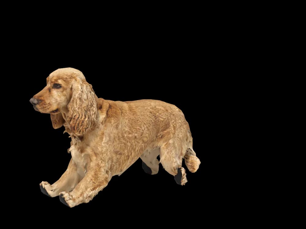 Our ready-made Cocker Spaniel, lying down, as a 3D desktop pet