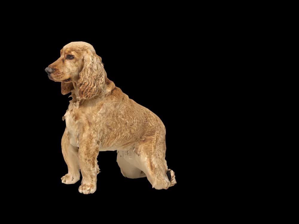 Our ready-made Cocker Spaniel, sitting, as a 3D desktop pet