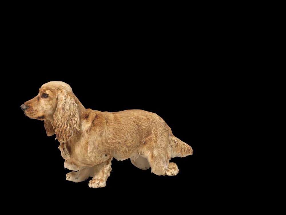 Our ready-made Cocker Spaniel, looking around, as a 3D desktop pet