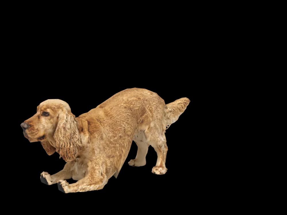 Our ready-made Cocker Spaniel, stretching, as a 3D desktop pet