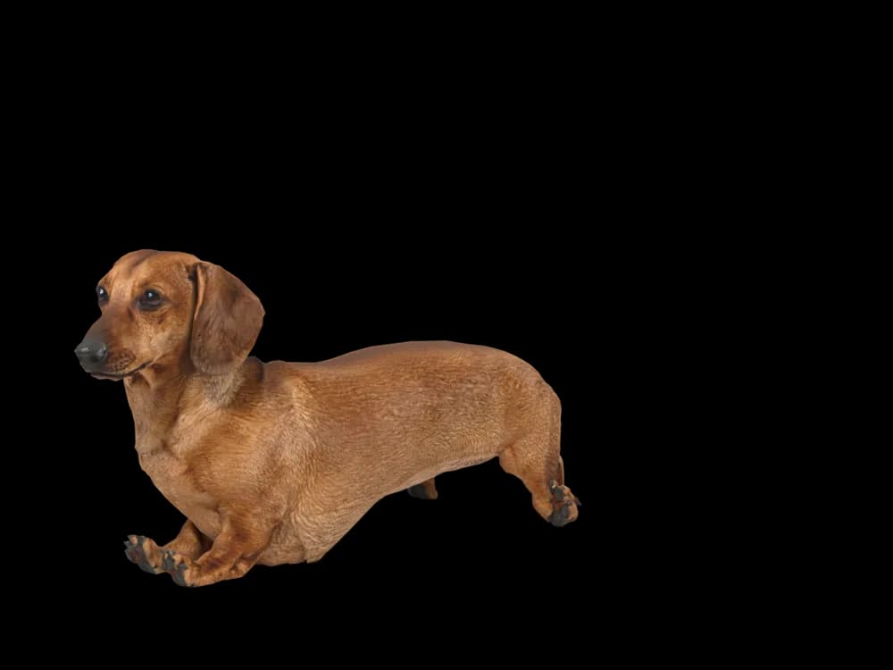 Our ready-made Dachshund, lying down, as a 3D desktop pet