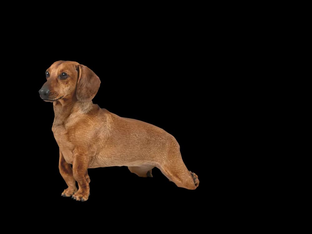 Our ready-made Dachshund, sitting, as a 3D desktop pet