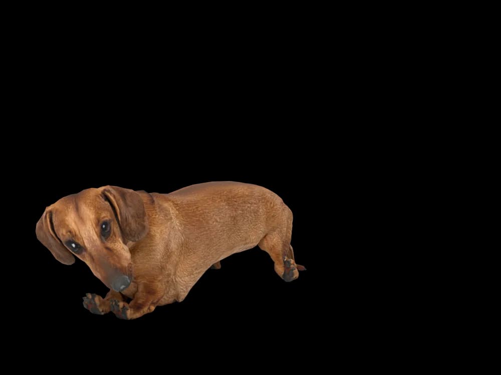 Our ready-made Dachshund, sleeping, as a 3D desktop pet