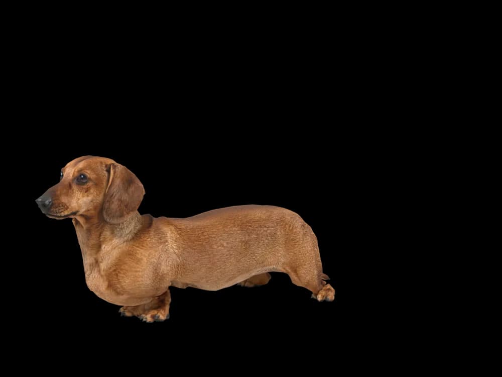 Our ready-made Dachshund, looking around, as a 3D desktop pet